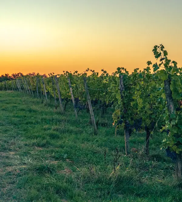 Vignes